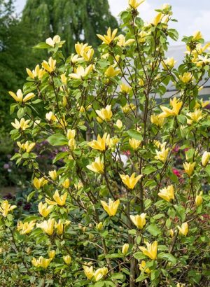 MAGNOLIA ‘DAPHNE’