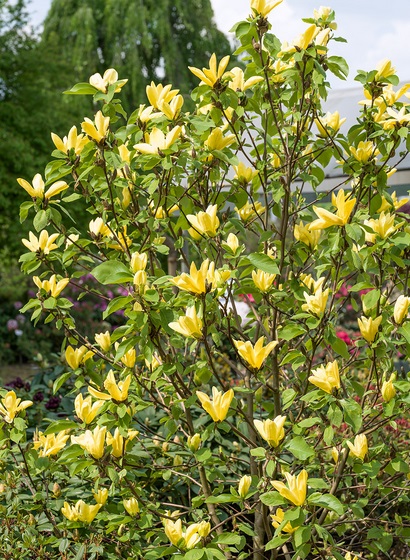 MAGNOLIA ‘DAPHNE’