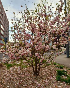 MAGNOLIA ‘ELISA’ (OPENWALD)