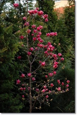 MAGNOLIA ‘GENIE’