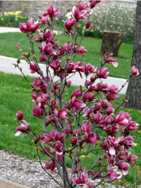 MAGNOLIA ‘MARCH TILL FROST’