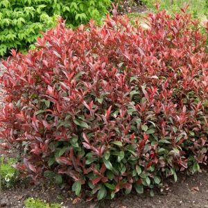 PHOTINIA ‘CARRE ROUGE’