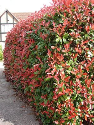 PHOTINIA FRASERI ‘RED ROBIN’