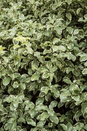 PITTOSPORUM TENUIFOLIUM ‘VARIEGATA’
