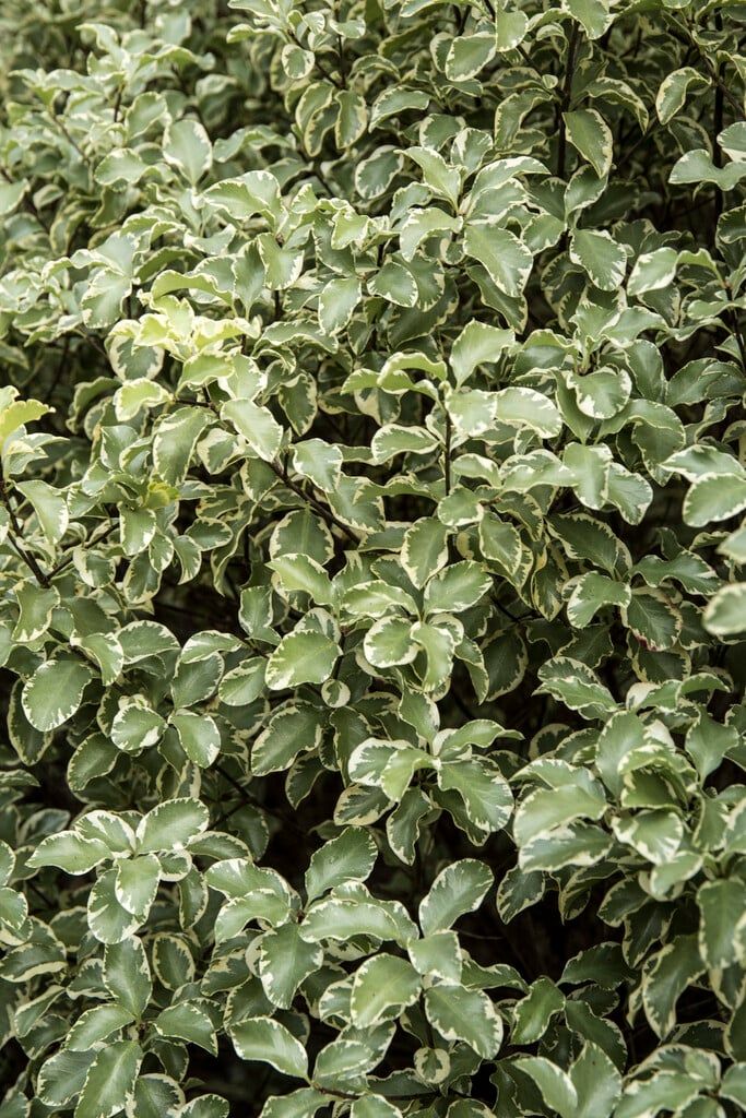 PITTOSPORUM TENUIFOLIUM ‘VARIEGATA’