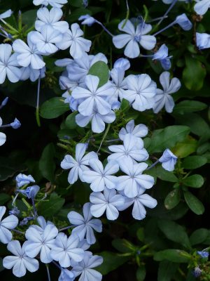 PLUMBAGO (CELESTINA / JAZMÍN AZUL)
