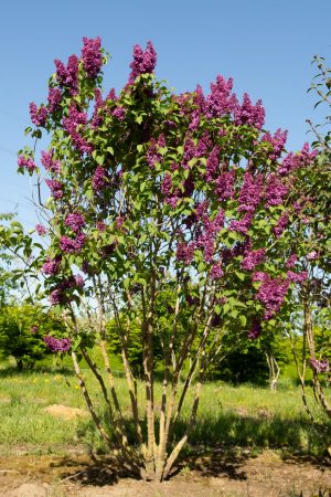 SYRINGA VULGARIS (LILO )