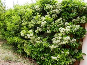 VIBURNUM LUCIDUM
