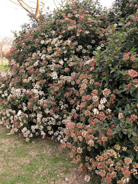 VIBURNUM TINUS (DURILLO)