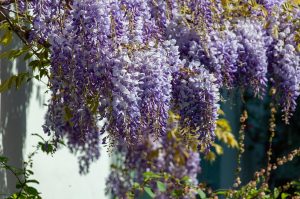 WISTERIA (GLICINA)