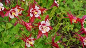 AQUILEGIA