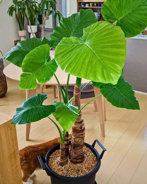 OREJA DE ELEFANTE -ALOCASIA