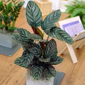 CALATHEA ORNATA