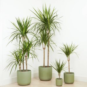 DRACAENA MARGINATA
