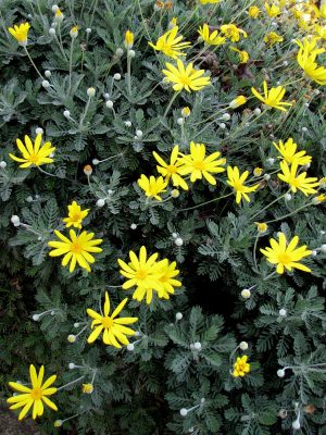 EURYOPS