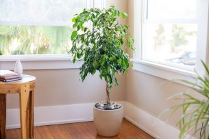 FICUS BENJAMINA