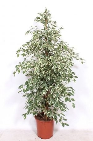 FICUS DANIELLE