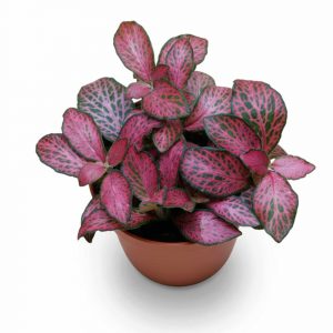 FITTONIA