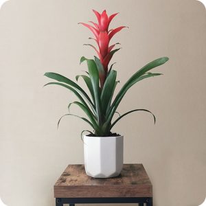 GUZMANIA OPTIMA
