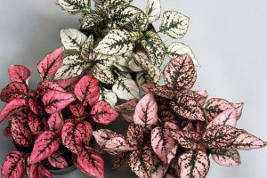 HYPOESTES