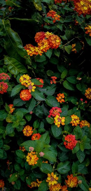 LANTANA