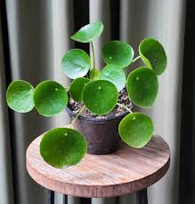 PILEA PEPEROMIOIDES
