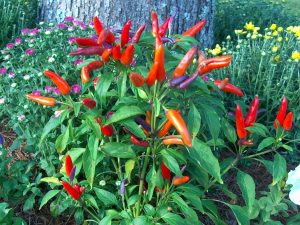 PIMIENTO ORNAMENTAL