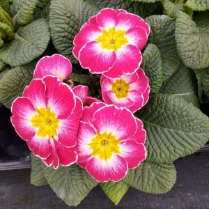 PRIMULA