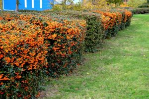 PYRACANTHA