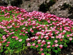 SAXIFRAGA