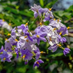 SOLANUM JASMINOIDE