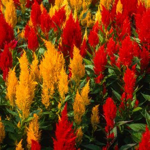 CELOSIA