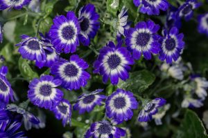 CINERARIA