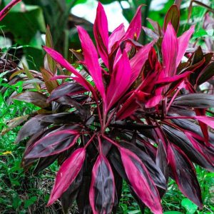 CORDYLINE