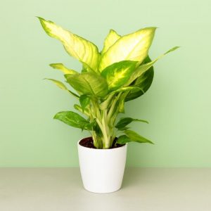 DIEFFENBACHIA CAMELIA