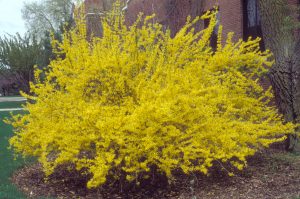 FORSYTHIA