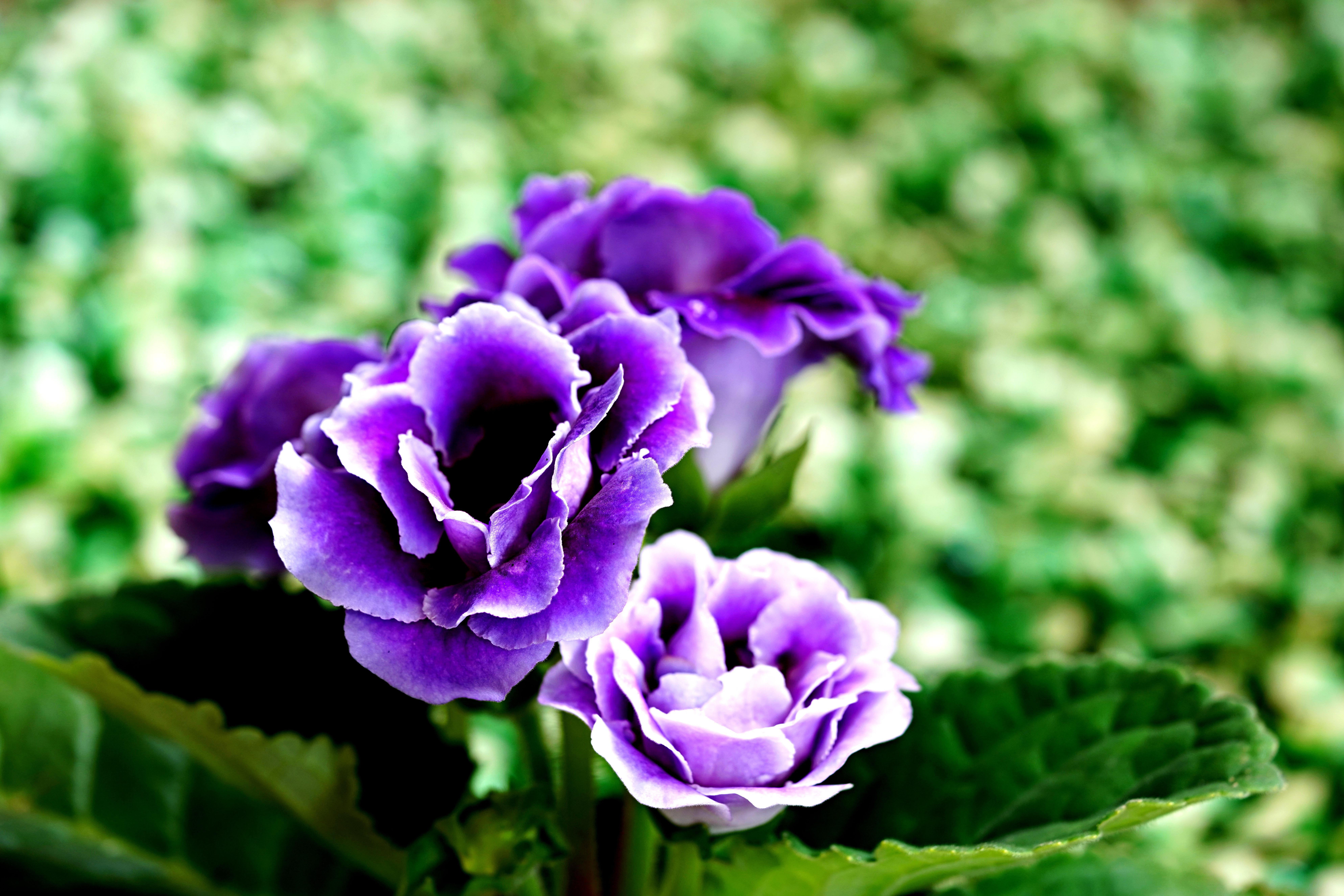 GLOXINIA (GESNERIA)