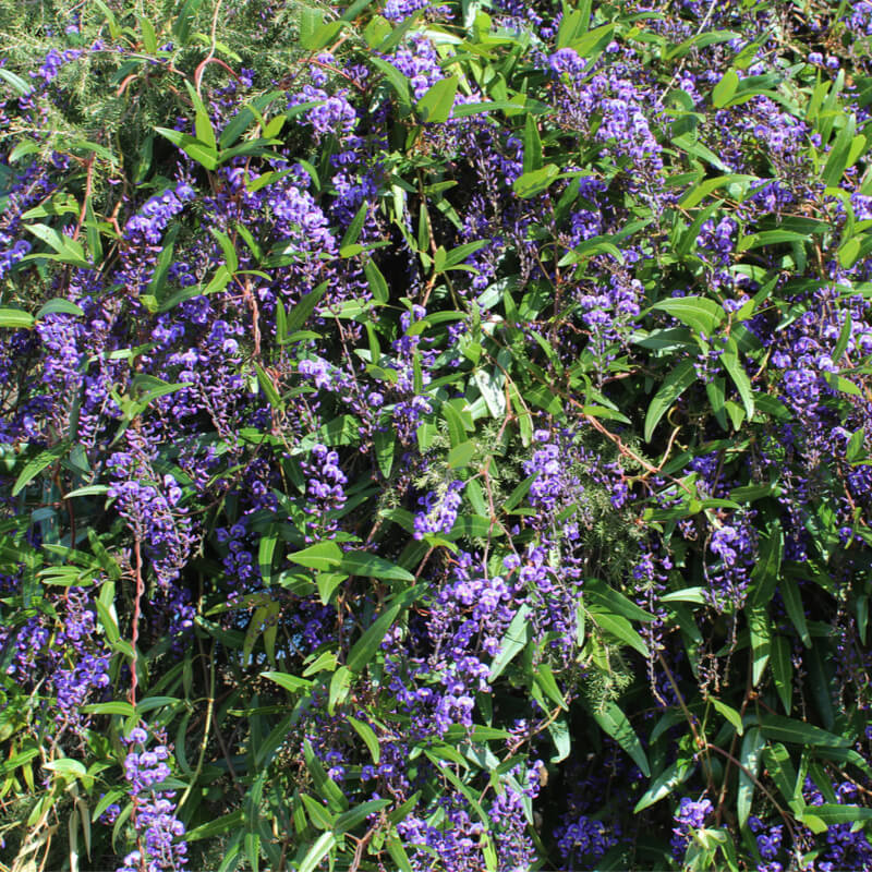 HARDENBERGIA
