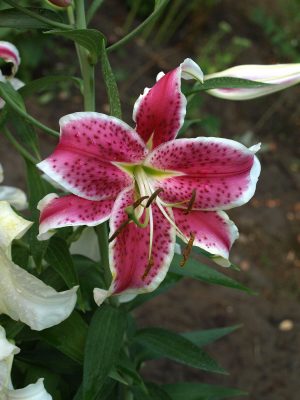 LILIUM