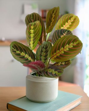 MARANTA