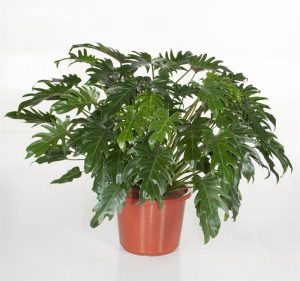 PHILODENDRON XANADU