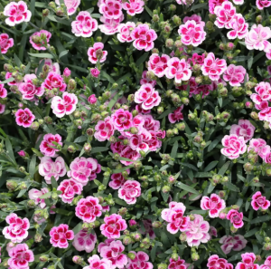 CLAVEL ‘PINK KISSES’