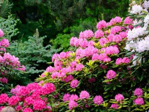 RHODODENDRON